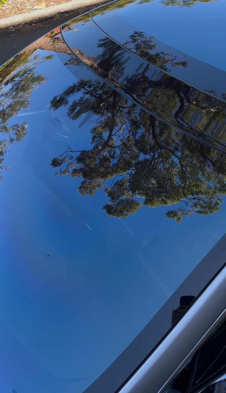 Tree reflection in water